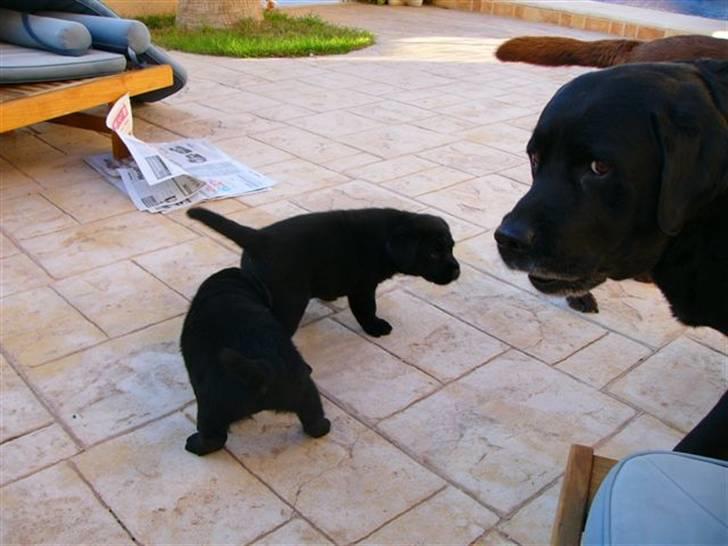 Labrador retriever Tarzan R.I.P. - Skal lige se hvad mine børn laver. billede 2