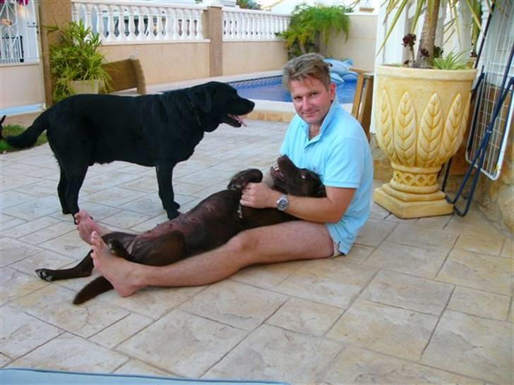 Labrador retriever Tarzan R.I.P. - kigger lige en gang. billede 4