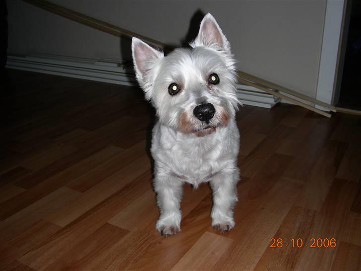 West highland white terrier Hr. Ludvig R.I.P - 28.10.06 Jeg er nyklippet og synes da selv at jeg er en flot fyr. billede 1