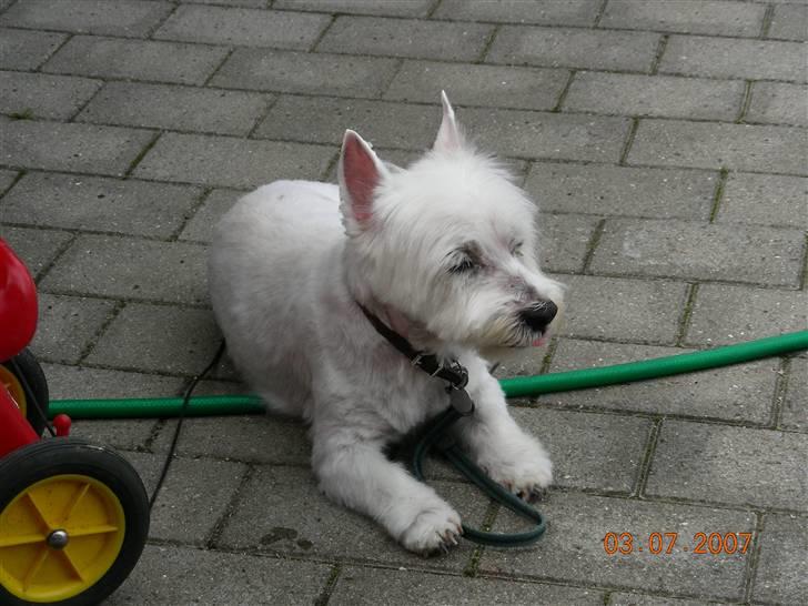 West highland white terrier Hr. Ludvig R.I.P - Ligger lige og holder øje....ØØ billede 2