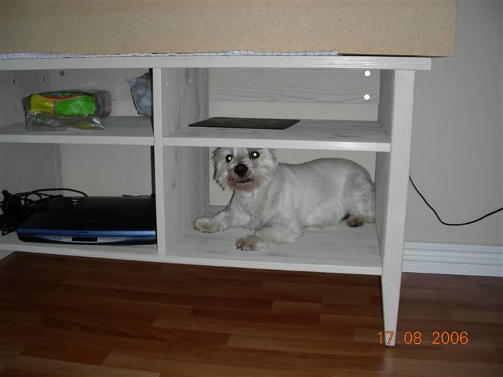 West highland white terrier Hr. Ludvig R.I.P - 17.8.06 Nogle gange er andre steder end gulvet bare bedre --og hygligere billede 3