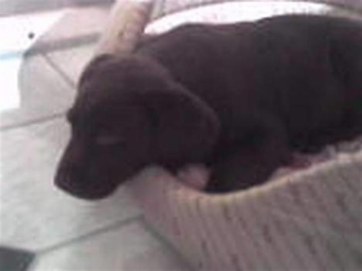 Labrador retriever Buller - >>´ Min dejlige lille buller <3  billede 1