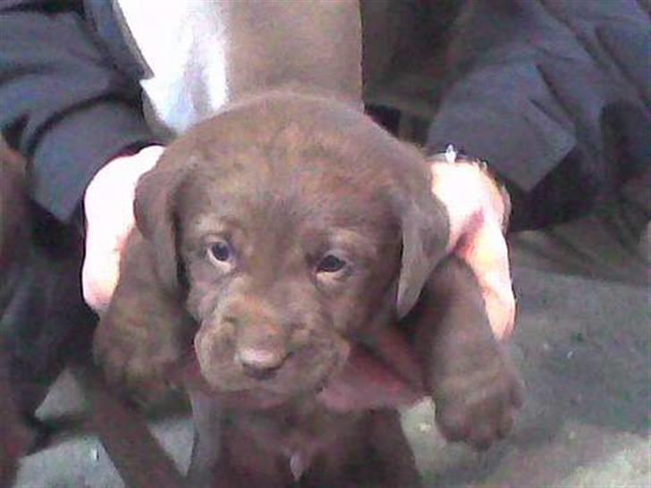 Labrador retriever Buller - >>´ Da vi hentede ham ! Er han ikke dejlig ?  billede 4