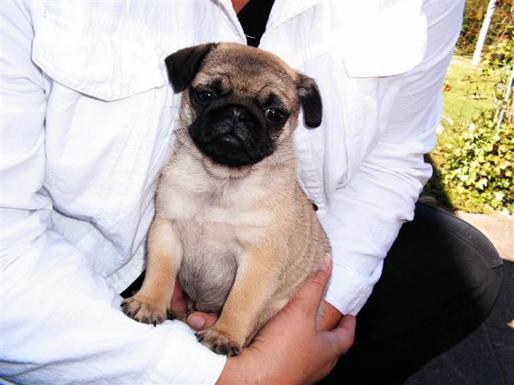 Mops Viktoria - mor er sød.  billede 3