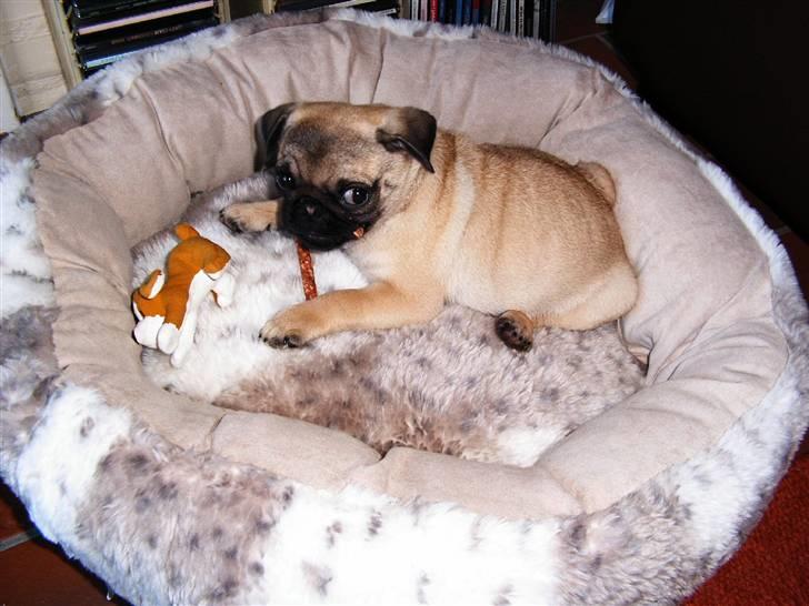 Mops Viktoria - Æælsker min bløde kurv . billede 4