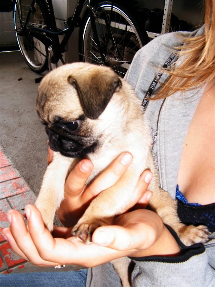 Mops Viktoria - Kun 9 uger gammel.  billede 5