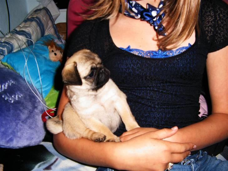 Mops Viktoria - Nanna er sød. billede 6