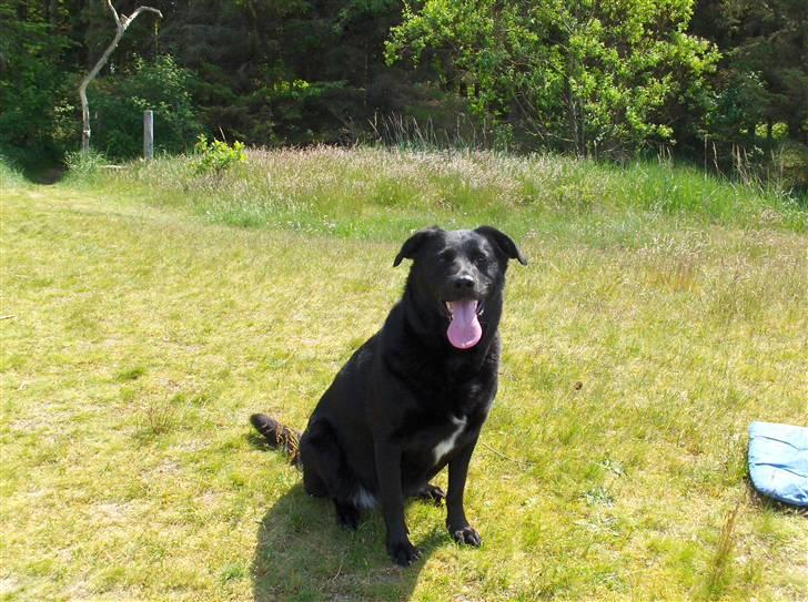 Labrador retriever Dixi billede 10