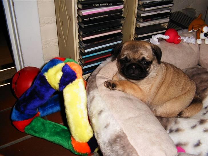 Mops Viktoria - opvågning efter første lur hos min nye familie.  billede 7