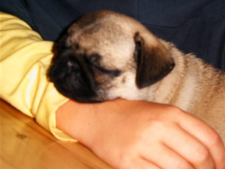 Mops Viktoria - Her ligger jeg da egentlig trygt og rart.  billede 8