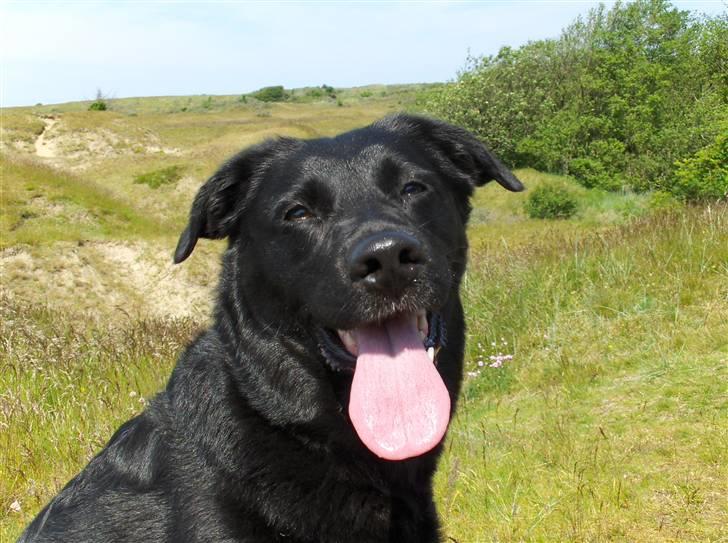 Labrador retriever Dixi billede 11