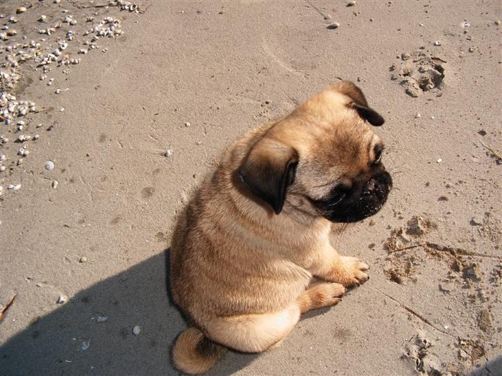 Mops Viktoria - På stranden   ... Hyggeligt... billede 9