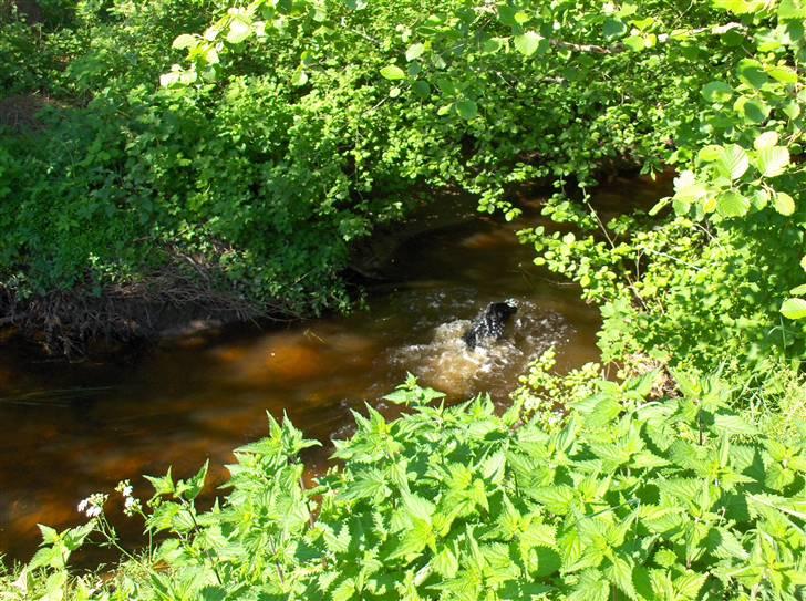 Labrador retriever Dixi - Vandhund billede 12