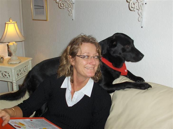 Labrador retriever Dixi billede 13