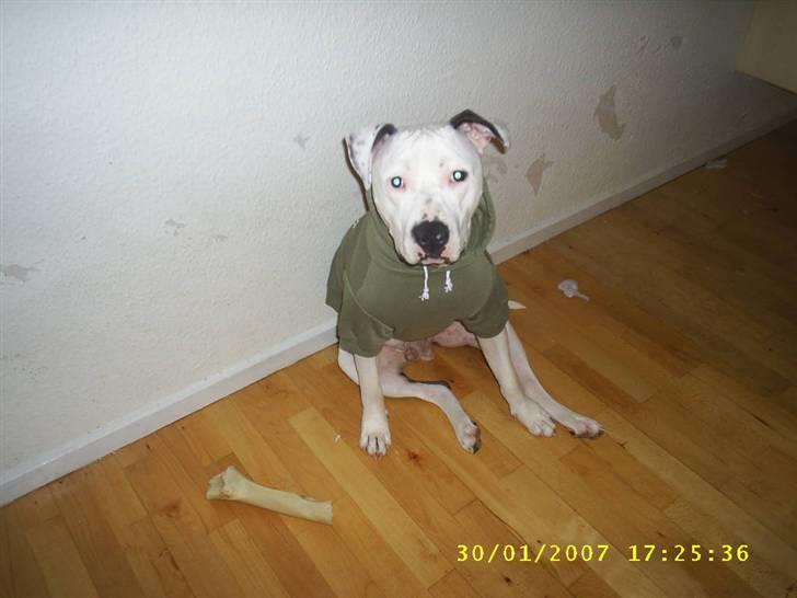 Amerikansk staffordshire terrier Joker R.I.P min skat :'( - Joker i sin nye svedige trøje ;) 28/11-07 billede 14