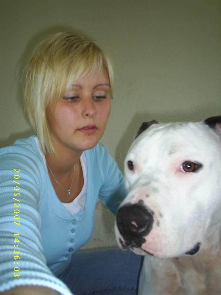 Amerikansk staffordshire terrier Joker R.I.P min skat :'( billede 15