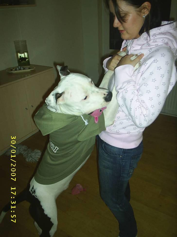 Amerikansk staffordshire terrier Joker R.I.P min skat :'( - Se hvor stor jeg er mor ;) billede 16