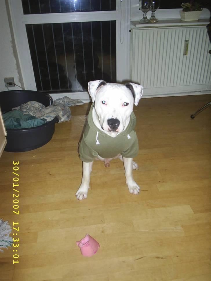 Amerikansk staffordshire terrier Joker R.I.P min skat :'( - Dejligt at prøve min nye trøje, det bliver godt at have den på, når der bliver koldt udenfor :) billede 17