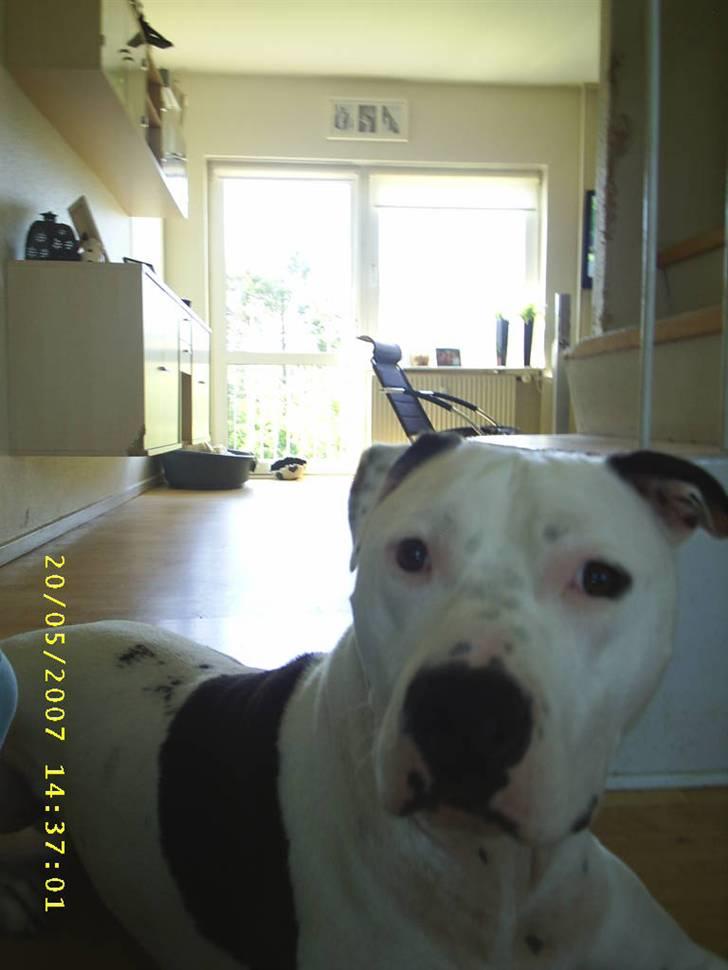 Amerikansk staffordshire terrier Joker R.I.P min skat :'( billede 18