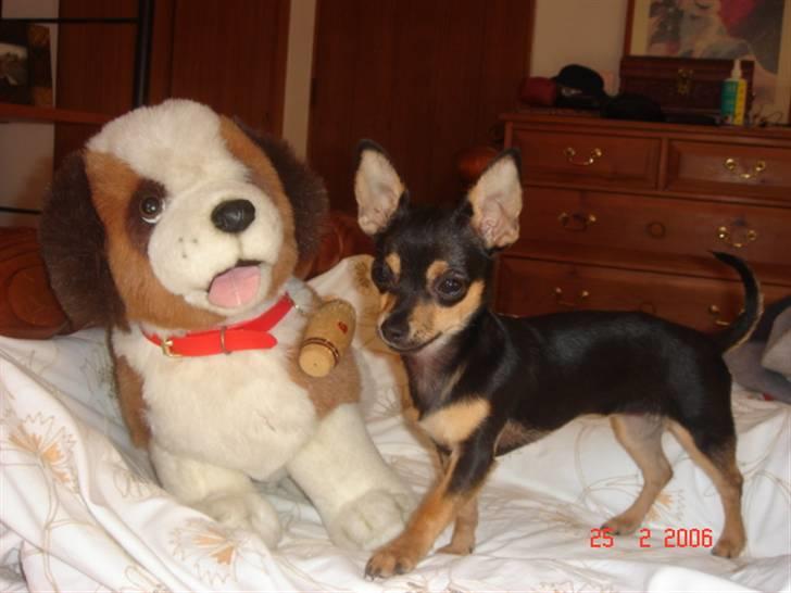 Chihuahua Ifigenia - Jeg elsker tøjdyr. billede 1