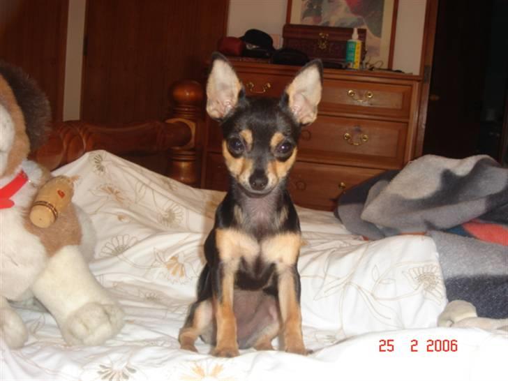 Chihuahua Ifigenia - Hvad laver du mor. billede 2