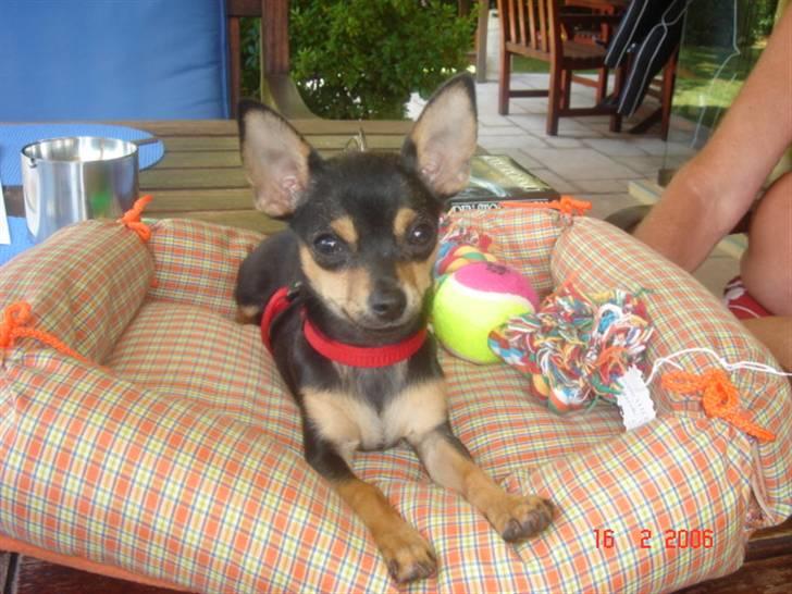 Chihuahua Ifigenia - Jeg elsker min dejlige bløde kurv. billede 3