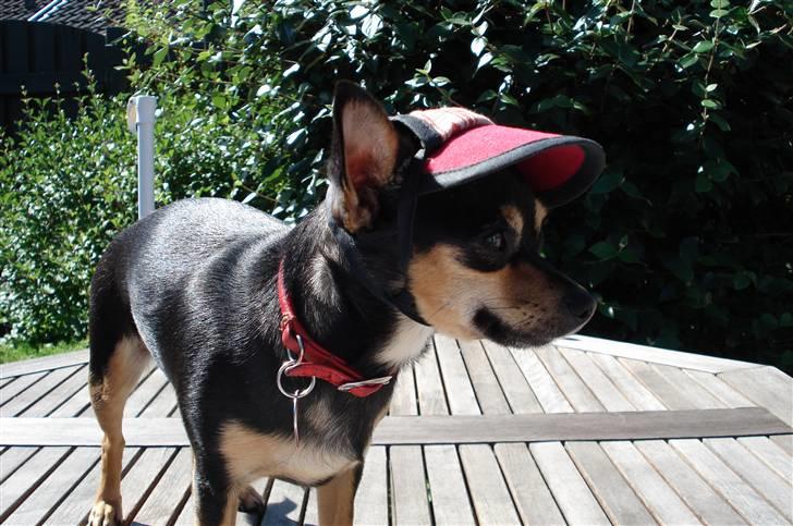 Chihuahua Ifigenia - Mor siger man skal have hat på når solen er for stærk.  billede 4