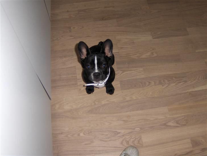 Blanding af racer mille billede 15