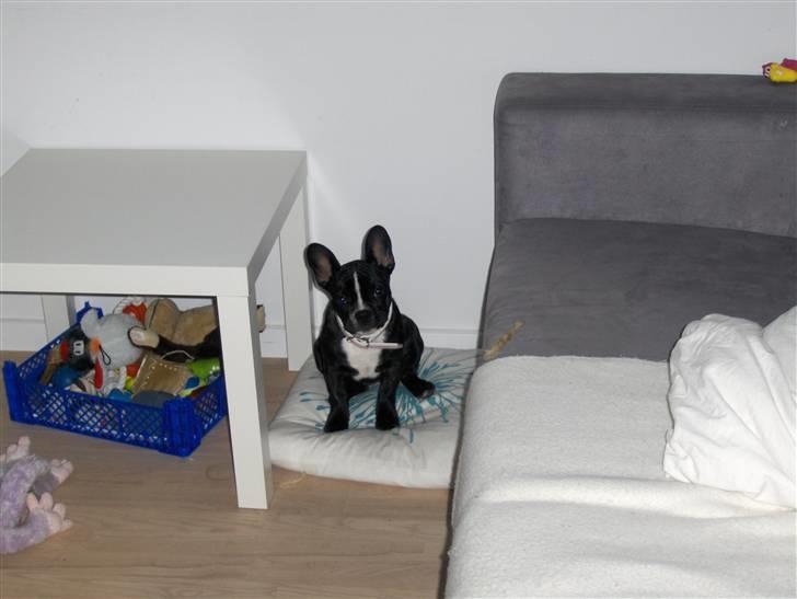 Blanding af racer mille billede 16