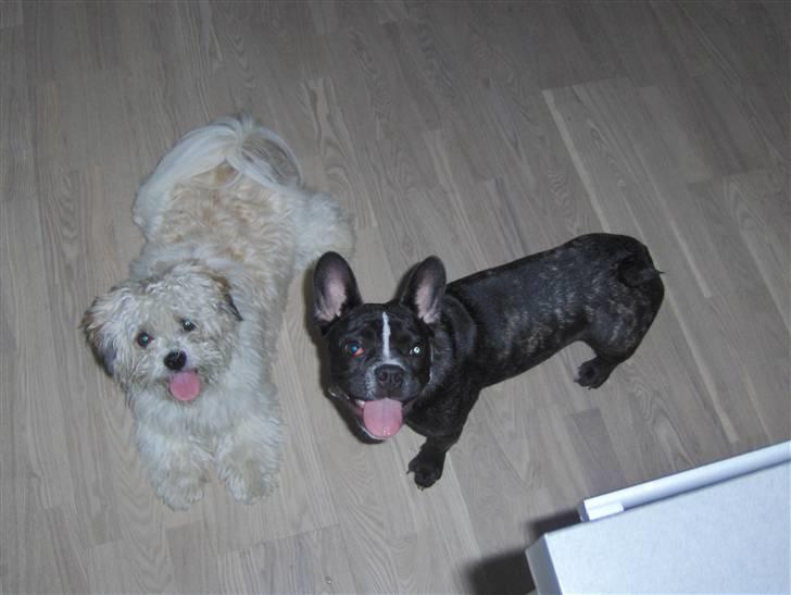 Blanding af racer mille billede 17