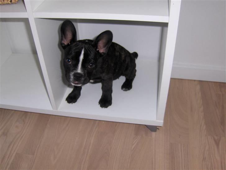 Blanding af racer mille billede 18