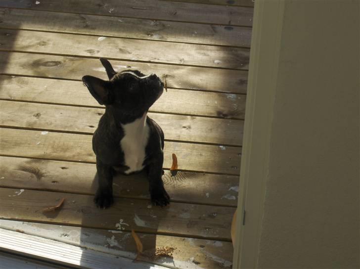 Blanding af racer mille billede 19