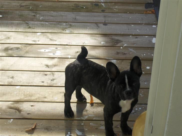 Blanding af racer mille billede 20