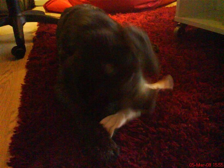 Ruhåret hønsehund tikka - velkommen til min profil her har jeg snuppet mettes sok hehe jeg graver den snart ned billede 1