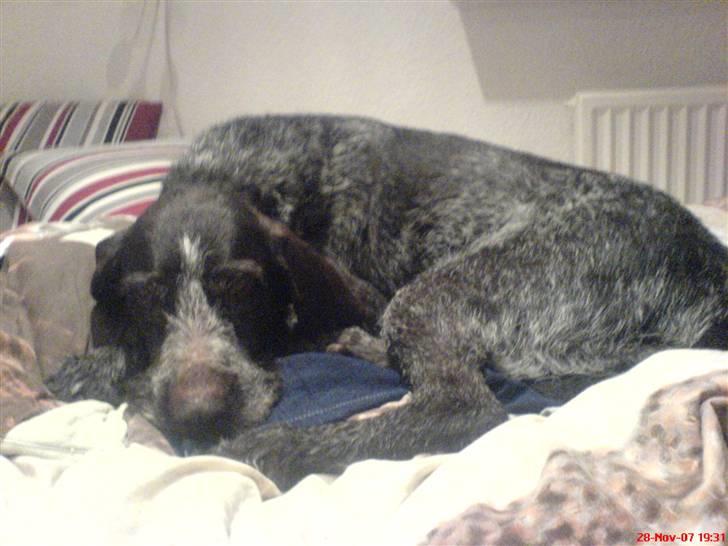 Ruhåret hønsehund tikka - vi sover lige lidt billede 2