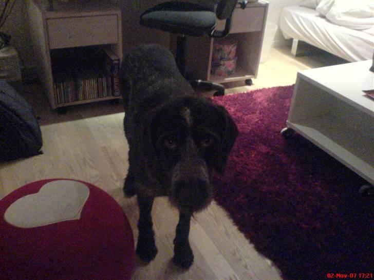 Ruhåret hønsehund tikka -  jeg har ikke lavet noget slemt billede 3