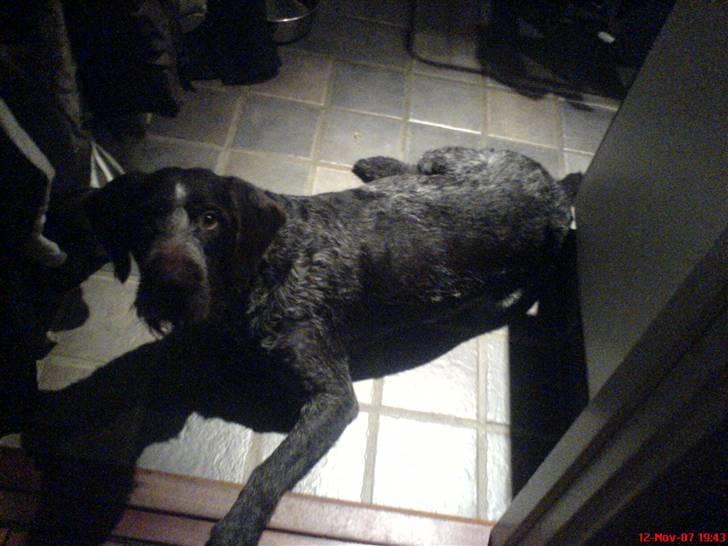 Ruhåret hønsehund tikka - Hehe jeg skvadtede billede 4