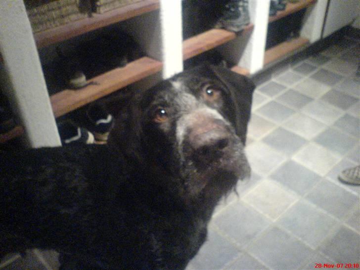 Ruhåret hønsehund tikka - Halløj! hvor har du været billede 5