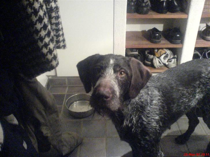 Ruhåret hønsehund tikka - mmmm mad billede 6