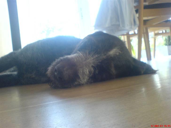 Ruhåret hønsehund tikka - vi tager os lige en lille en på øjet billede 7