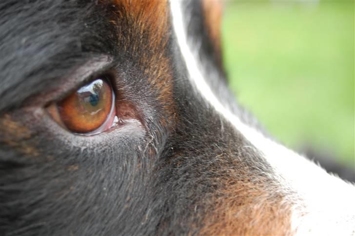 Berner sennenhund Herlettas Vicktor †R.I.P† - Velkommen til Max´s profil læg gerne en bedømelse. q; billede 1