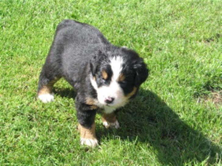 Berner sennenhund Herlettas Vicktor †R.I.P† - her er Max/Vicktor :) som hvalp billede 2