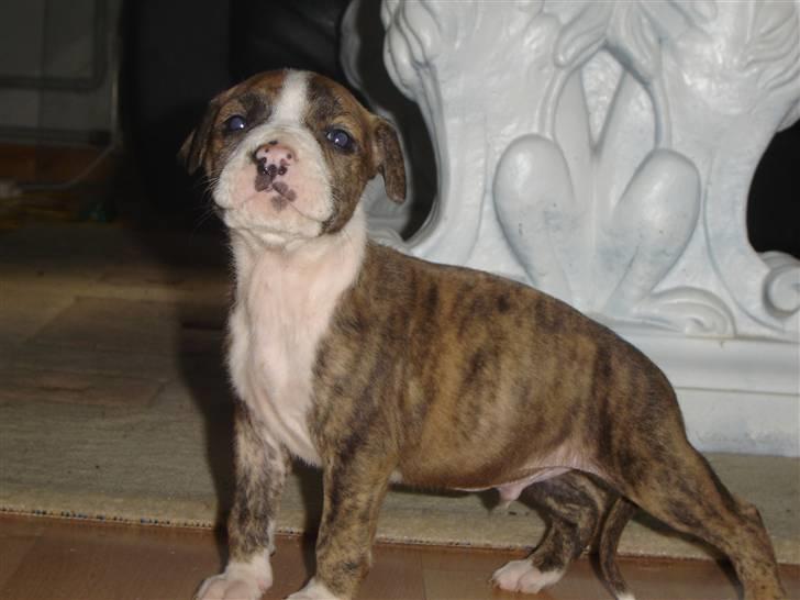 Amerikansk staffordshire terrier JarcQo billede 1