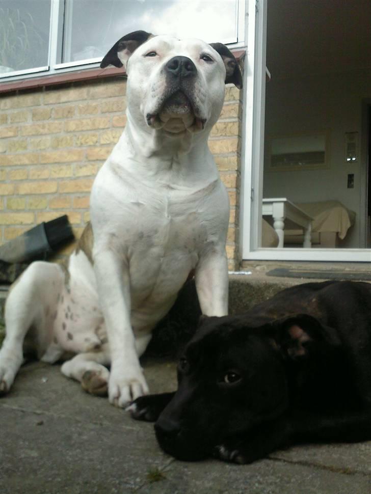 Blanding af racer **Chila** R.I.P billede 14