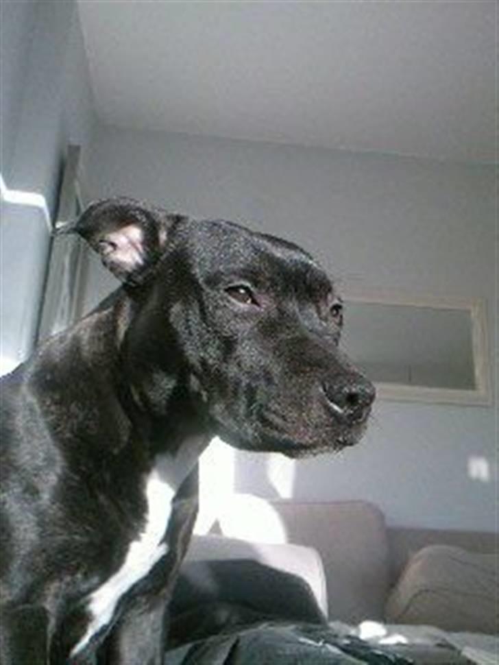 Blanding af racer **Chila** R.I.P - *Nyt nyt* Fra d. 26-11-07 billede 16