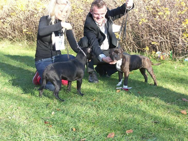 Staffordshire bull terrier Muttley billede 14