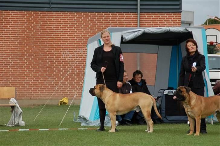 Bullmastiff Cæsar - Mig og mor til udstilling i Tommerup 5/9-2009 billede 13