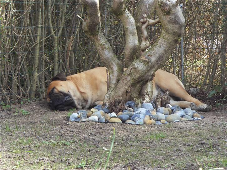 Bullmastiff Cæsar - Jeg snupper lige en lur på min ynglingsplads forår 2010 billede 14