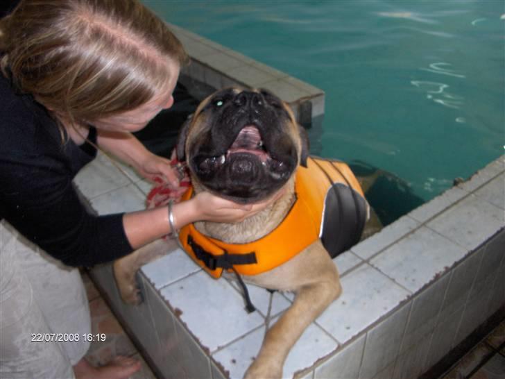 Bullmastiff Cæsar - Mig og mor til svømning billede 15