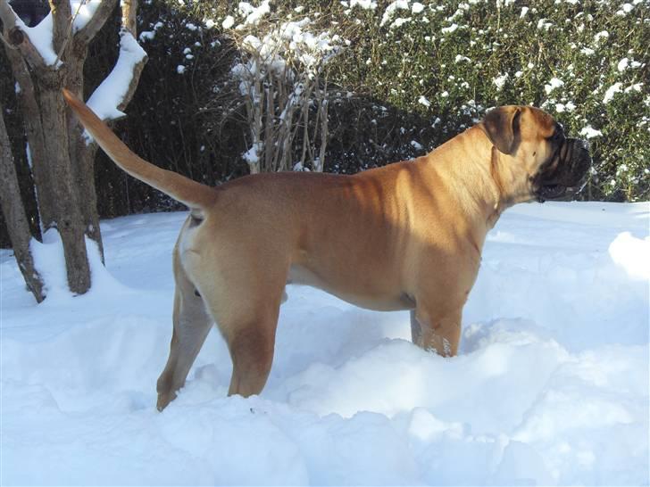 Bullmastiff Cæsar - Der er kommet meget sne i min have billede 16